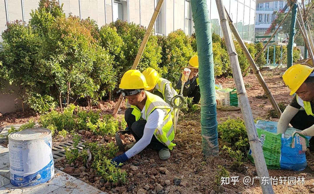 園林綠化工程施工過(guò)程中植物的種植規(guī)范